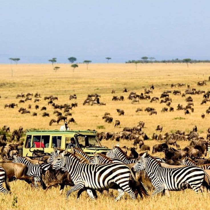 Safari vehicle among zebras and wildebeest on the plains